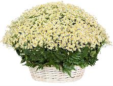 Цветочная композиция из Ромашки в корзине #REPLACE_PRED# Суре
